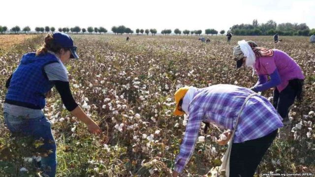 Елімізде күріш алқабы қысқарып, мақта алаңы кеңейеді