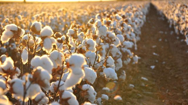 Кентауда мақтаның «Түркістан» сорты өсіріледі
