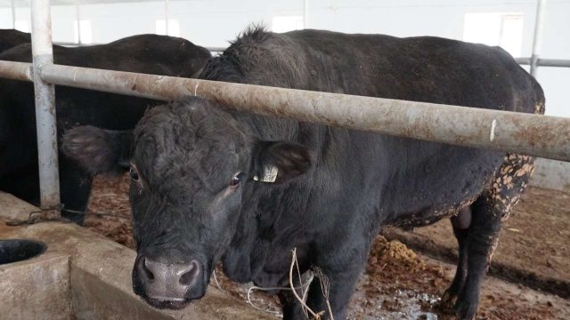 Арыста мемлекеттік бағдарламамен салынған мал бордақылау алаңы жұмыс істейді