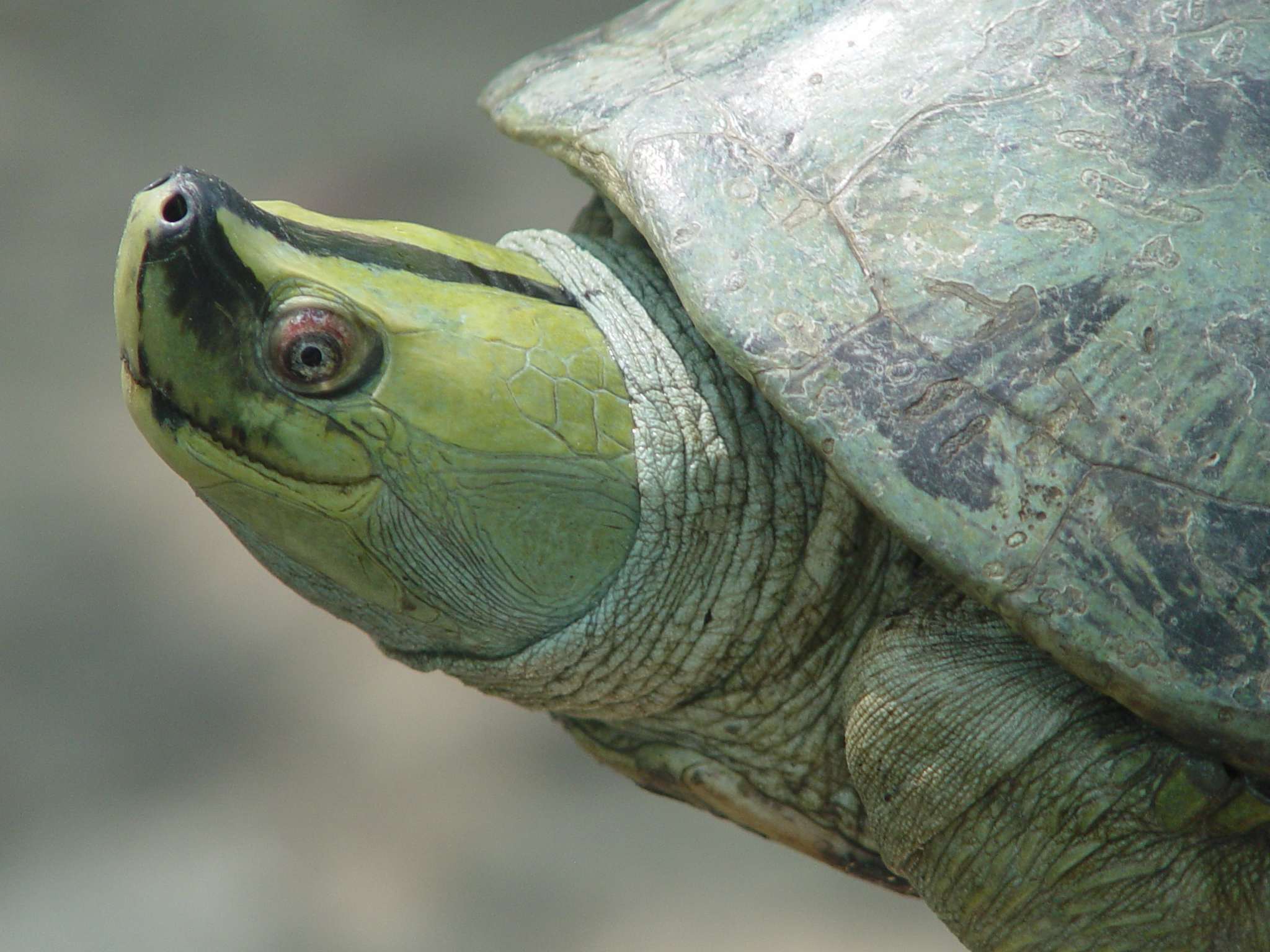 burmese-roofed-turtles