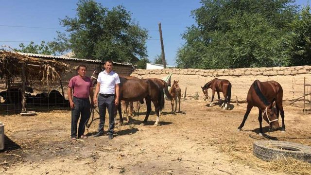 Келес азаматы мемлекеттік бағдарламамен жылқы өсіруді қолға алды