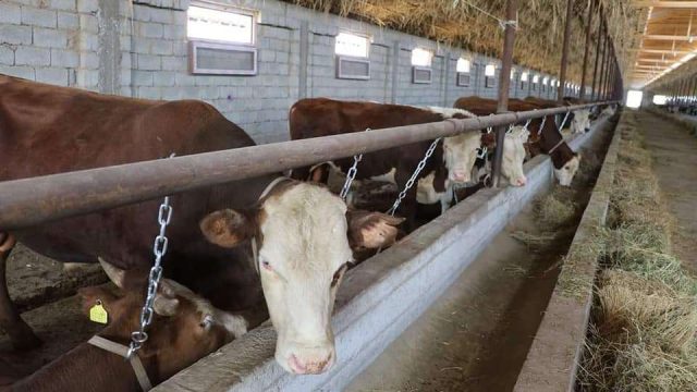 Түлкібас шаруалары «Сыбаға» бағдарламасымен кәсібін өркендетіп отыр