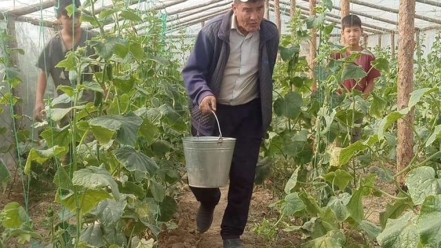 Келесте жалғызбасты әке жылыжай ісін өркендетіп отыр