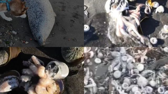 Камчаткадағы экология апаты: жағалаудан токсиндер анықталмады