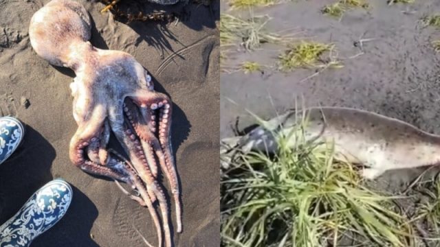 Камчатка жағалауында теңіз жануарлары өліп жатыр