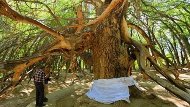 700 жылдан бері қасиетті саналған алып қарағаш — «Әулиеағаш»