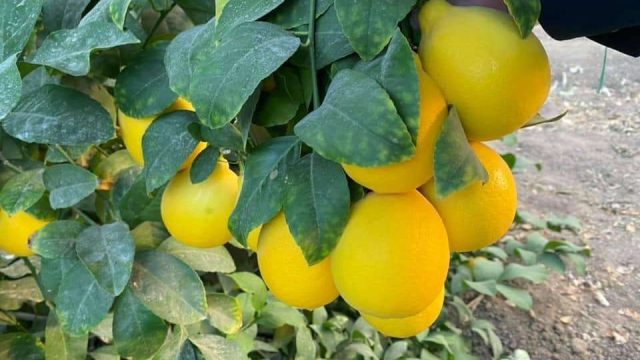 Түркістан өңірінде лимон өсіруді үйрететін арнайы оқыту курстары өтеді