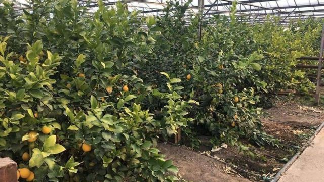 Түркістан: Сайрамдағы лимон бағы өнім бере бастады