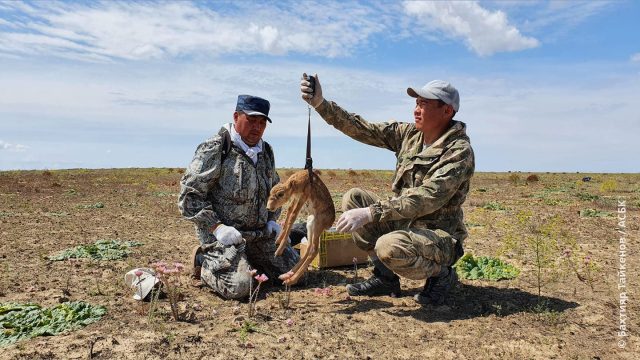 Экология министрлігі: Қазақстанда киіктер саны 800 мыңнан асты