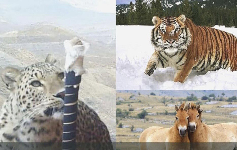 Қызыл кітап, жолбарыс