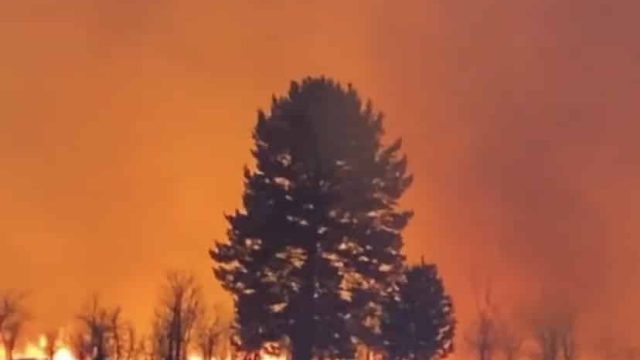 Павлодар облысында қарағай орманы өртенді