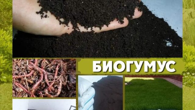 Ордабасы ауданында жаңа кәсіп түрі дамыды