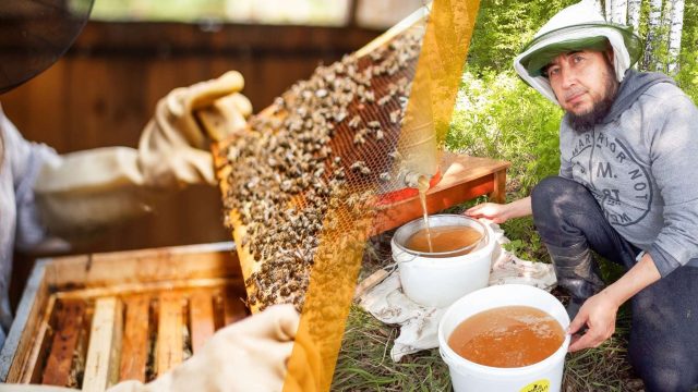 Қазақстан бойынша 3,5 мыңнан аса омартасы бар кәсіпкер