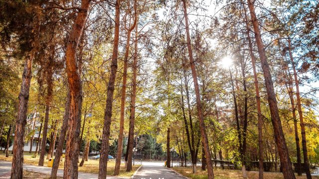 Өскеменде қайың ағашын шапқандар айыппұл төледі