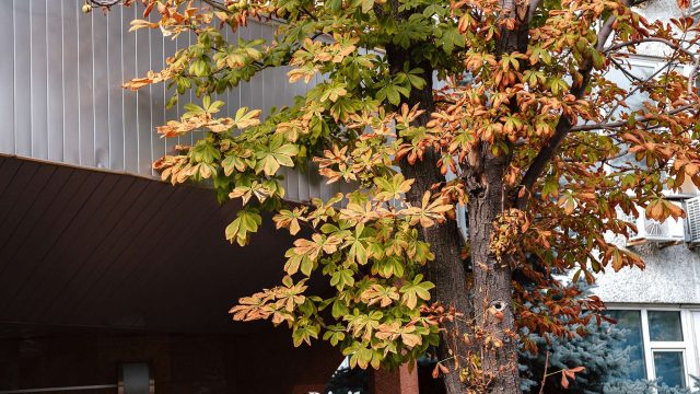 Алматыда алғаш рет аулалардағы шіріген ағаштар кесіледі