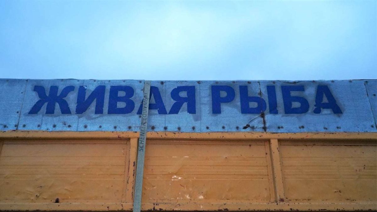 438fb331a251d11e57bf7fc901694943 Қоянды су қоймасына 90 мыңнан астам бағалы балық тұқымы жіберілді