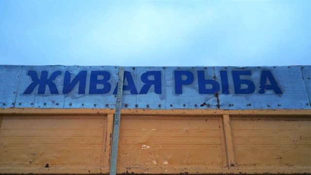 Қоянды су қоймасына 90 мыңнан астам бағалы балық тұқымы жіберілді