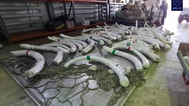 Нұр-Сұлтанда мамонттың мүйізін заңсыз әкетпек болғандар ұсталды