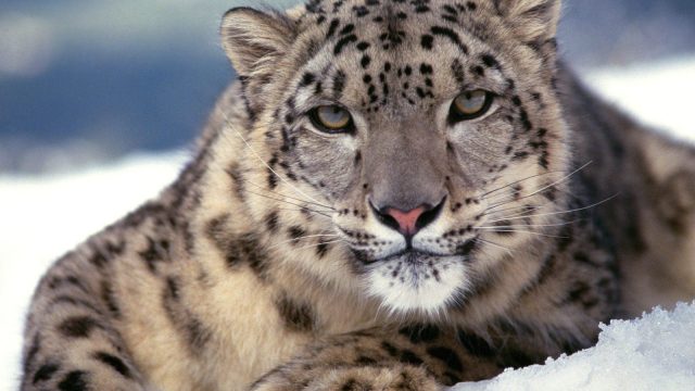 Қазақстанда қар барыстарын өсіру орталығы құрылады