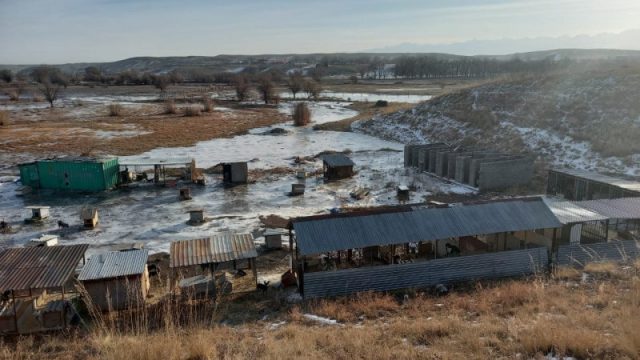 Алматы облысындағы бөгет бұзылған ауылда 150 ит құтқарылды