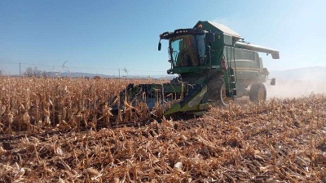 Сарқан ауданының шаруалары жүгеріден мол өнім жинады