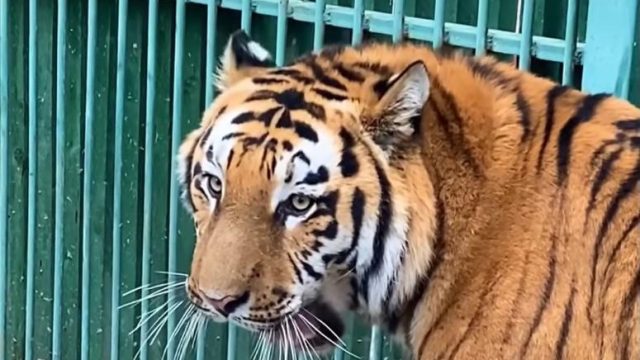 Қазақстанға Ресейден Амур жолбарыстары әкелінеді