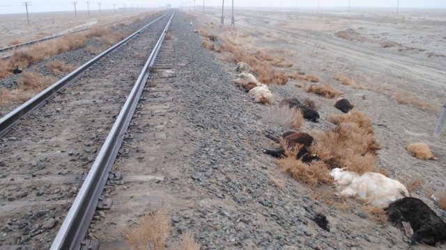 Атырау облысында пойыз 20-дан астам малды қағып кетті