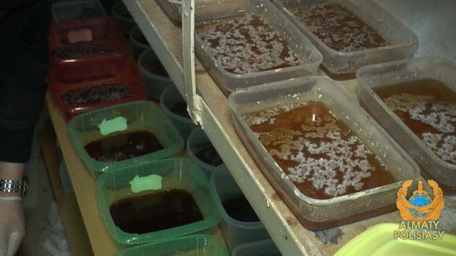 Алматы полициясы есірткі өндірген ірі зертхананы тапты
