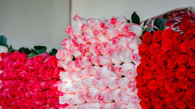 Эквадор, Кения. Қазақстанға гүл көбіне қай елдерден әкелінеді?
