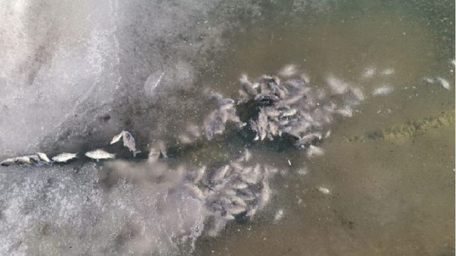 СҚО-ның Есіл өзенінде балық қырылды