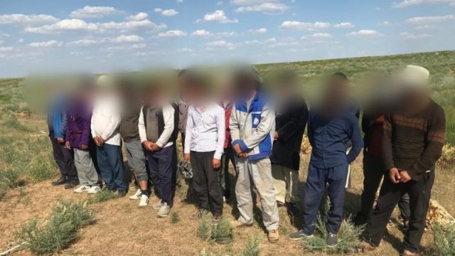 Түркістанда емдік шөпті заңсыз жинаған Өзбекстан азаматтары ұсталды