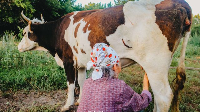 Қазақстанда ауыл шаруашылығы жануарларын тіркейтін мобайл қолданба пайда болады