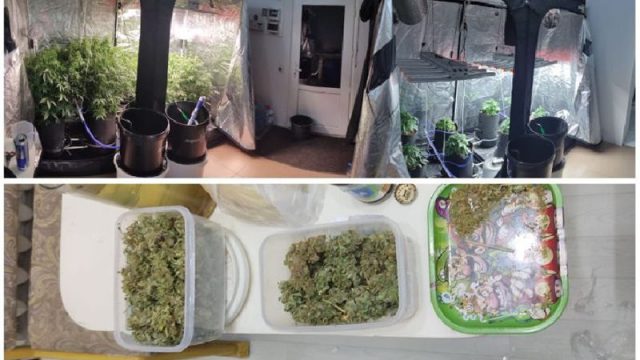 Нұр-Сұлтанда қарасора өсірген екі ер адам ұсталды