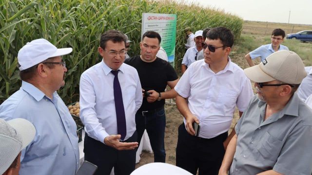 Атырау облысындағы шаруалар жүгерінің «Пионер» сортынан мал азығын дайындауды қолға алған