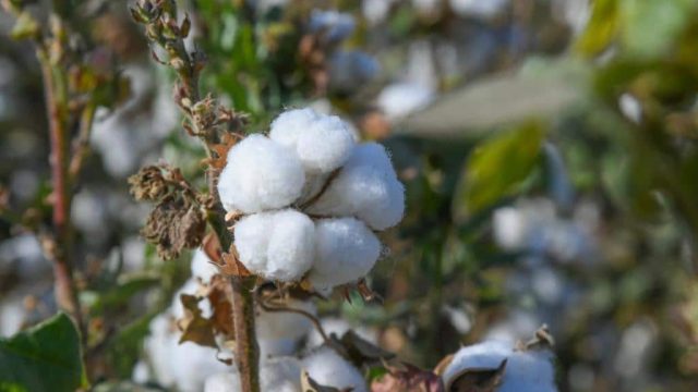 Түркістанда шитті мақтаның бағасы 400 теңге болуы мүмкін