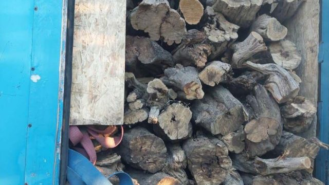 Қызылорда облысында сексеуілді кескен тұрғын ұсталды