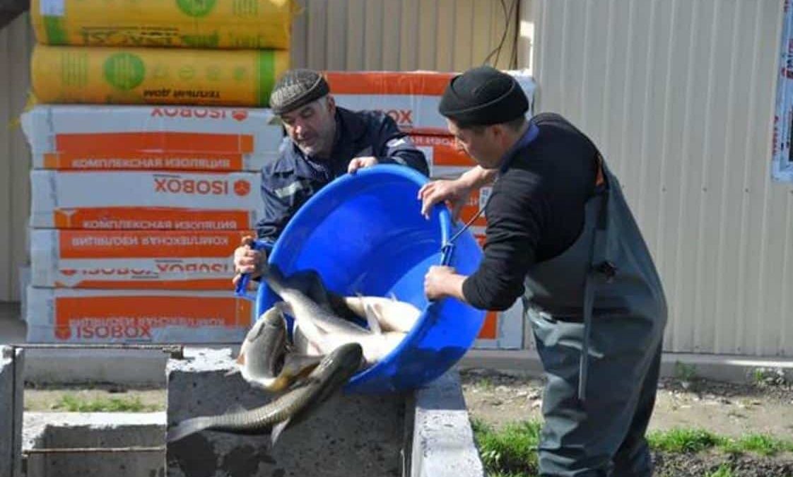 балық өндірісі