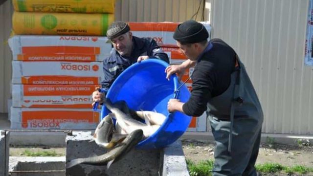 Түркістан облысы балық өндіруден көш бастап тұр