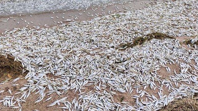 Қапшағай су қоймасында балық шабақтарының қырылуына байланысты іс қозғалды