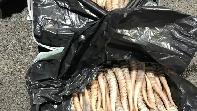 Талдықорғанда ақбөкен мүйіздерін сатпақ болған ауыл тұрғыны ұсталды