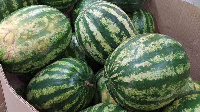 Түркістан облысында диқандар биылғы алғашқы қарбызды үзіп жатыр