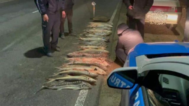 Маңғыстауда 120 келіден аса бекіре балығы тәркіленді