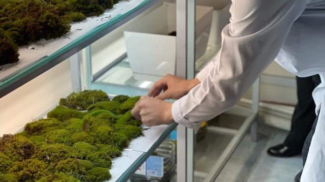 Әуезов университетінің студенттері су көздерін жалбыздар арқылы тазалау әдісін ойлап тапты