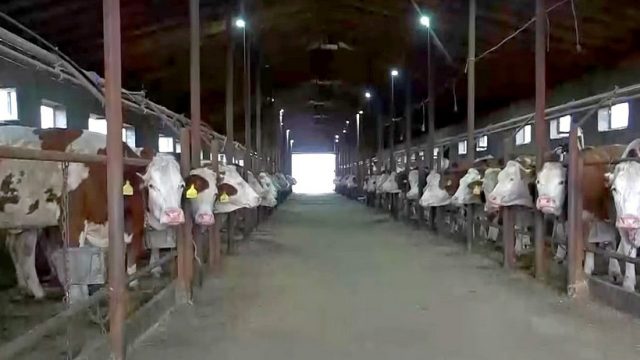 БҚО-да 6,0 млрд теңгеге 4 сүт-тауарлы фермасын салу жоспарлануда