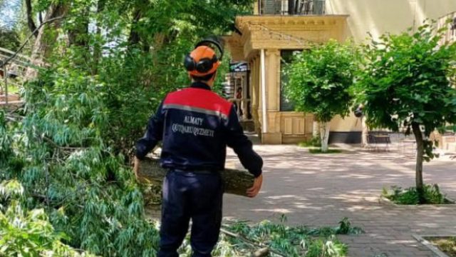 Алматыда дәмхананың жазғы алаңына ағаш құлады
