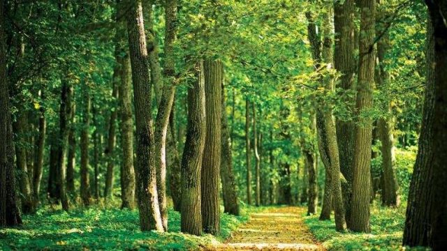 Орман шаруашылығына қатысты заң жобасы мәжілісте талқыланады