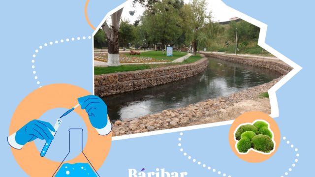 Балдырды қолдану. Ғалымдар Қошқар ата өзенінің суын қалай тазартты?