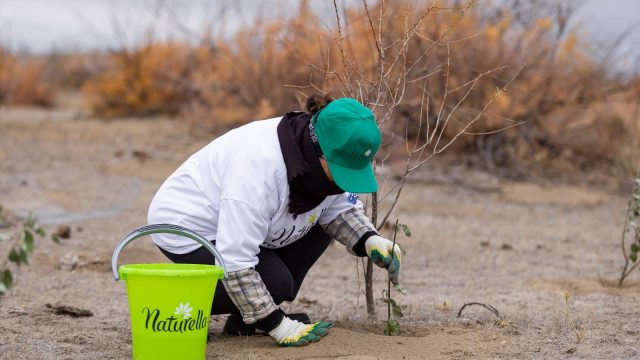 Naturella және экобелсенділер Қазақстанның тоғайлы ормандарын қалпына келтіріп жатыр