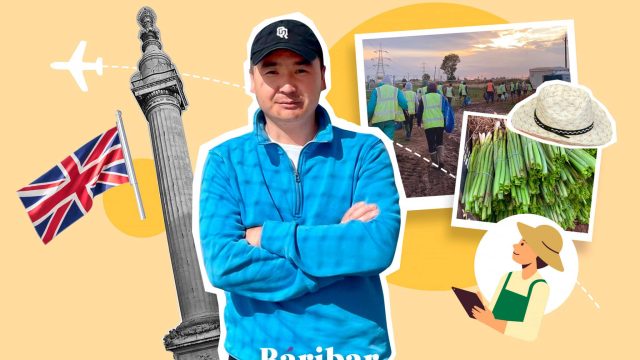Көк пияз теріп, көп ақша табу. Англиядағы жұмыстың мәні қандай?