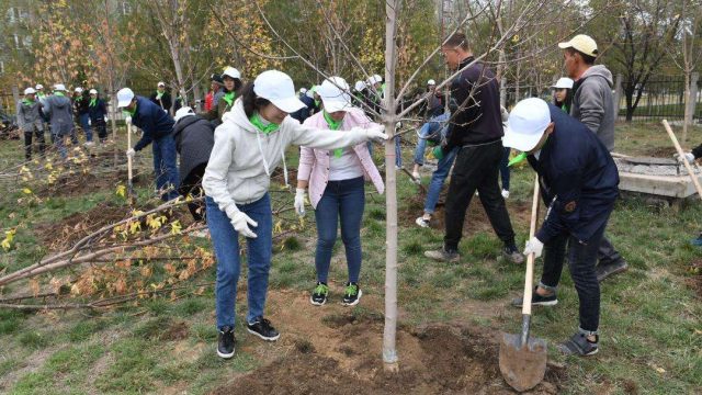 Алматыда күзде 298 мың ағаш егіледі